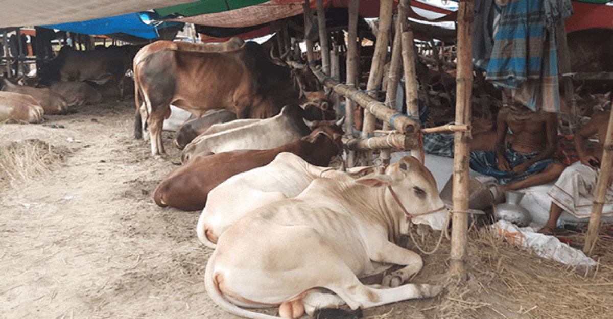 রাজধানীর যেসব স্থানে বসছে কোরবানির পশুর হাট