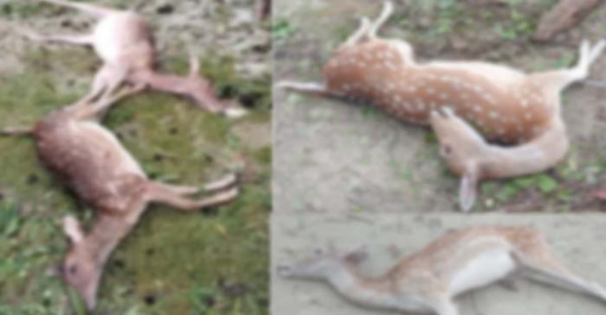ঘূর্ণিঝড়ের তাণ্ডবে ৩০ হরিণ'র সলিল সমাধি, আহত ১৫