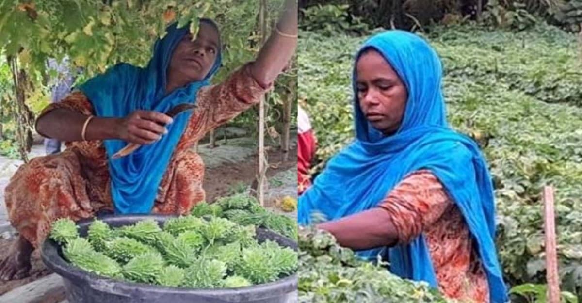 সবজি বিক্রি করেই তিন মেয়ের বিয়ে দিয়েছেন কুড়িগ্রামের জোহরা বেগম