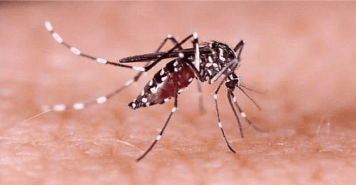 চলতি মাসে ডেঙ্গুতে প্রাণ গেল ১১ জনের