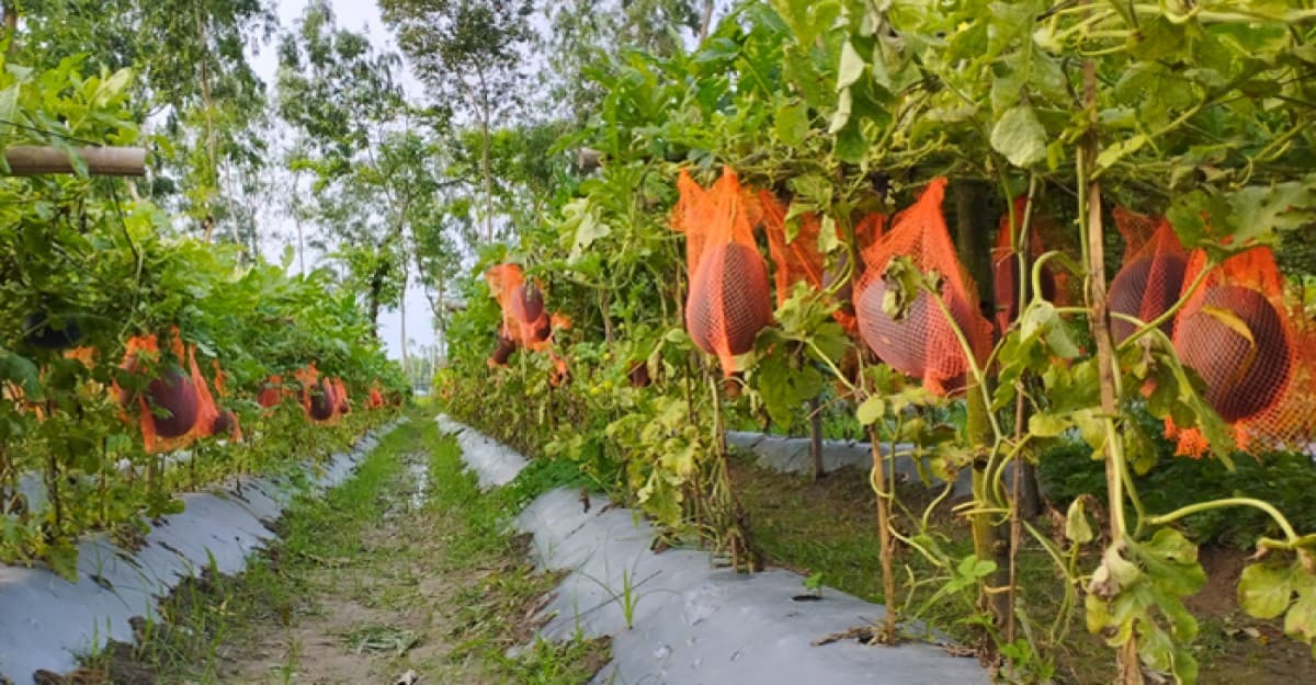 কুড়িগ্রামে বেবী তরমুজের বাম্পার ফলন