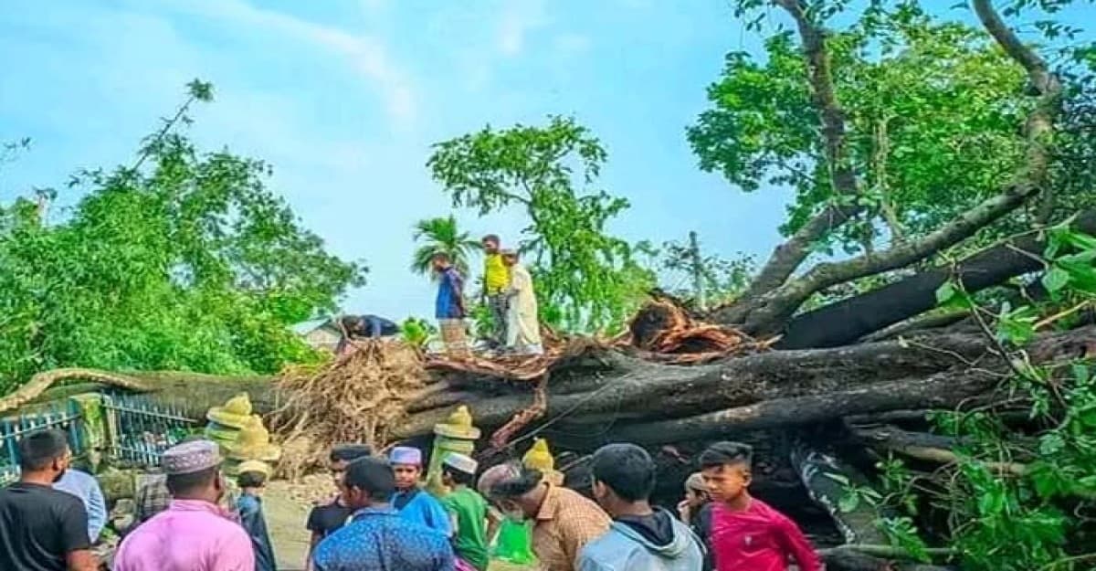 ঝড়ের তাণ্ডবে উপরে গেল ১৮০বছরের বট বৃক্ষ হালা বট