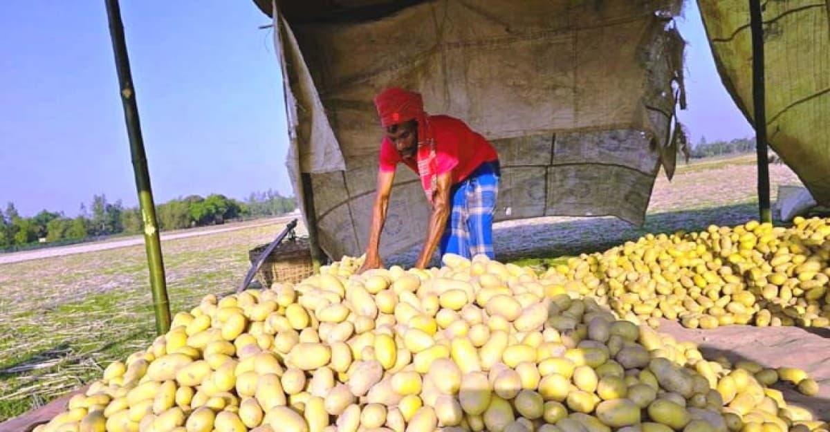 শ্রীমঙ্গলে আলু চাষে সাফল্যের হাতছানি