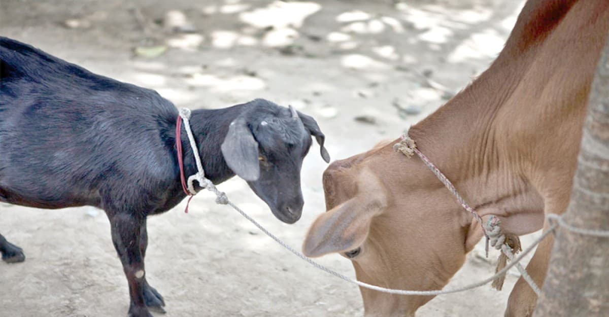 কোরবানির পশুর চামড়ার দাম নির্ধারণ