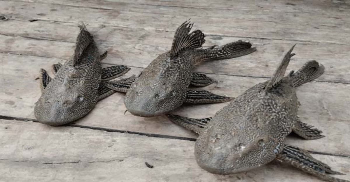 বাঘায় পুকুরে ধরা পড়লো রাক্ষুসে সাকার মাছ