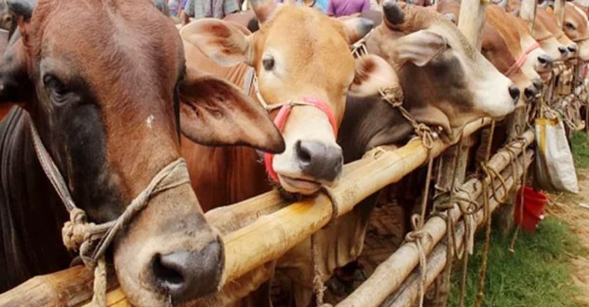 কোরবানি পশু চুরি বা মারা যাওয়া নিয়ে যা বলছে ইসলাম