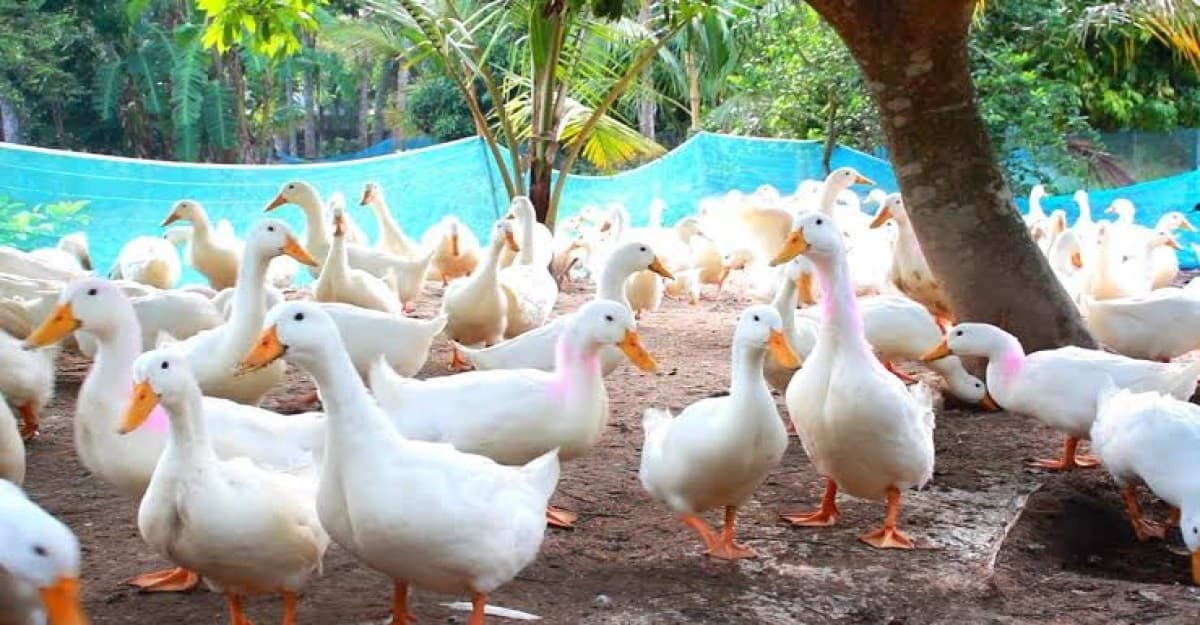 কুড়িগ্রামে রাজহাঁস পালন করে ভাগ্য ফিরেছে বাপ-বেটার খামার