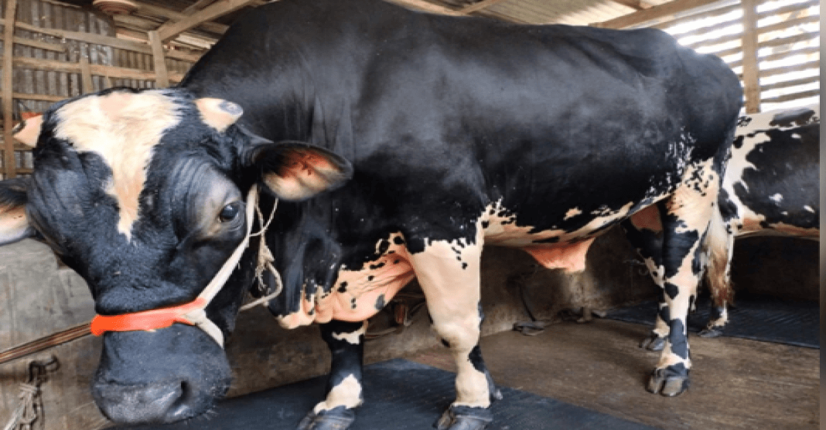 বাকেরগঞ্জ কোরবানির হাটে রাজত্ব করবে ‘লাল চান’