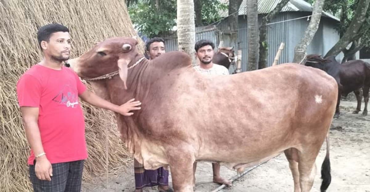 মুরাদনগরে দালাল প্রতিরোধে গেরস্তের গরুতে আস্থা ক্রেতাদের