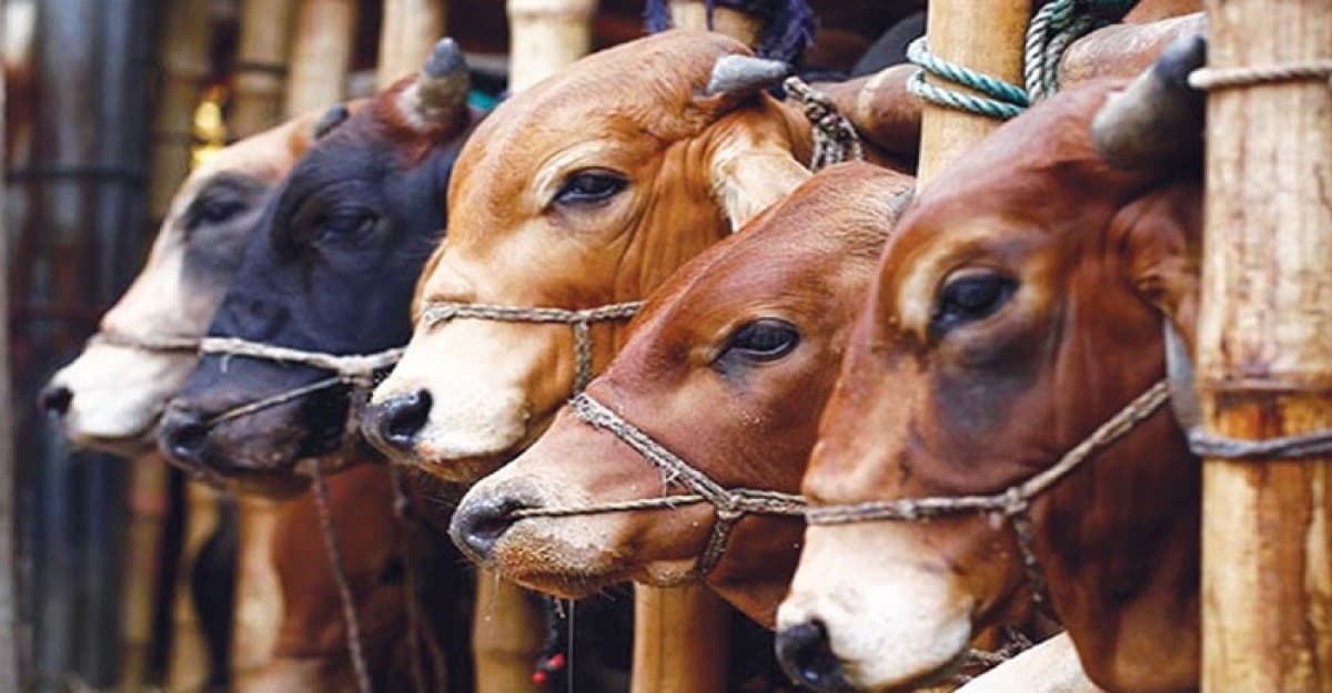 কোরবানির পশুর গোশত কত ভাগ করার বিধান