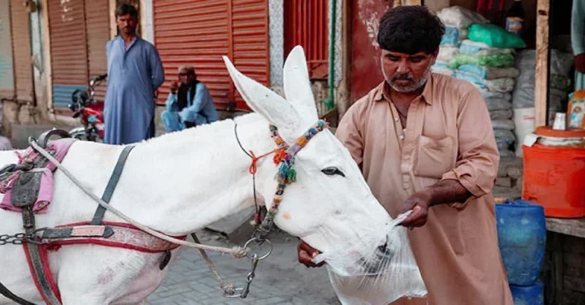 পাকিস্তানে গাধার সংখ্যা বেড়েছে