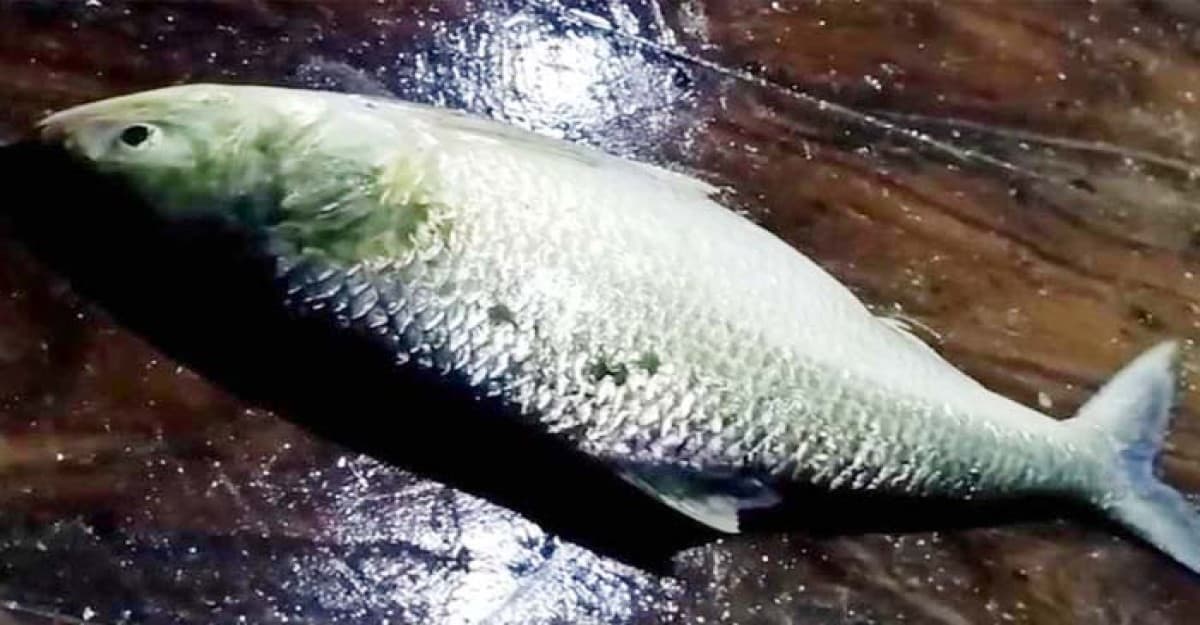 লক্ষ্মীপুরে এক ইলিশ বিক্রি হলো ৯৩৫০ টাকায়