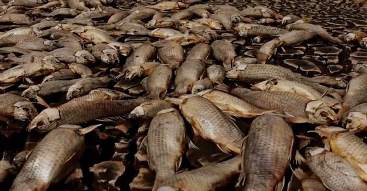 মেক্সিকোতে খরায় হ্রদ শুকিয়ে হাজার হাজার মাছের মৃত্যু