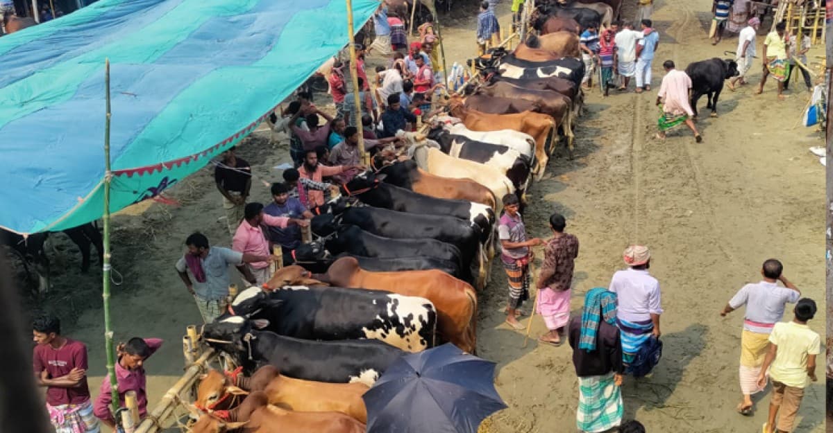 গো-খাদ্যের চড়া দাম নিয়ে হতাশ খামারীরা