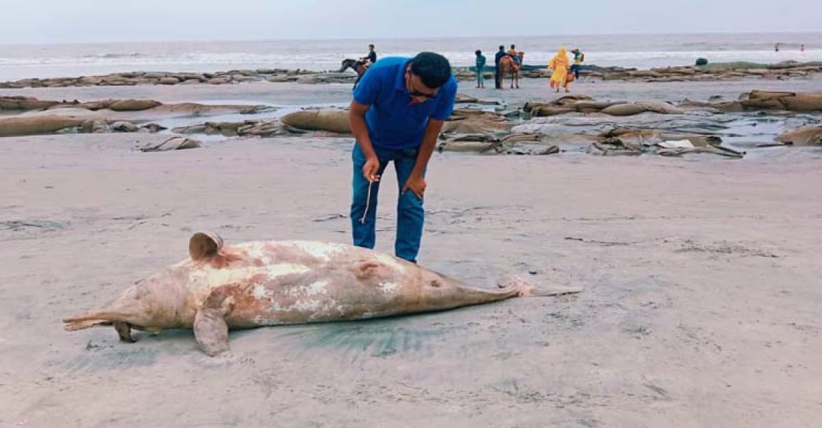 কুয়াকাটা সৈকতে ভেসে এসেছে ১০ ফুট লম্বা মৃত ডলফিন