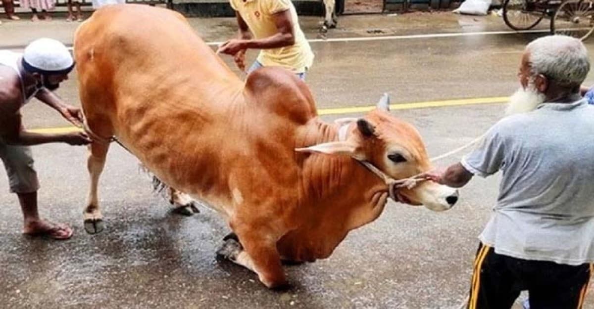 ঈদের দ্বিতীয় দিনেও হচ্ছে পশু কোরবানি