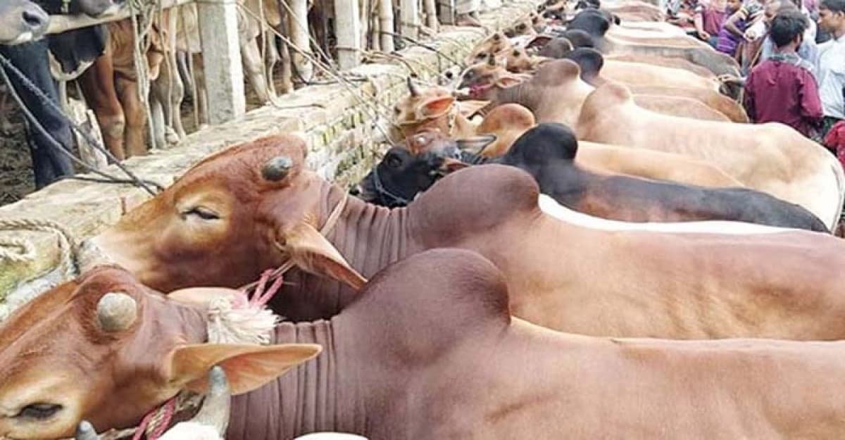 সারাদেশে ঈদুল আজহায় পশু কোরবানি বেড়েছে