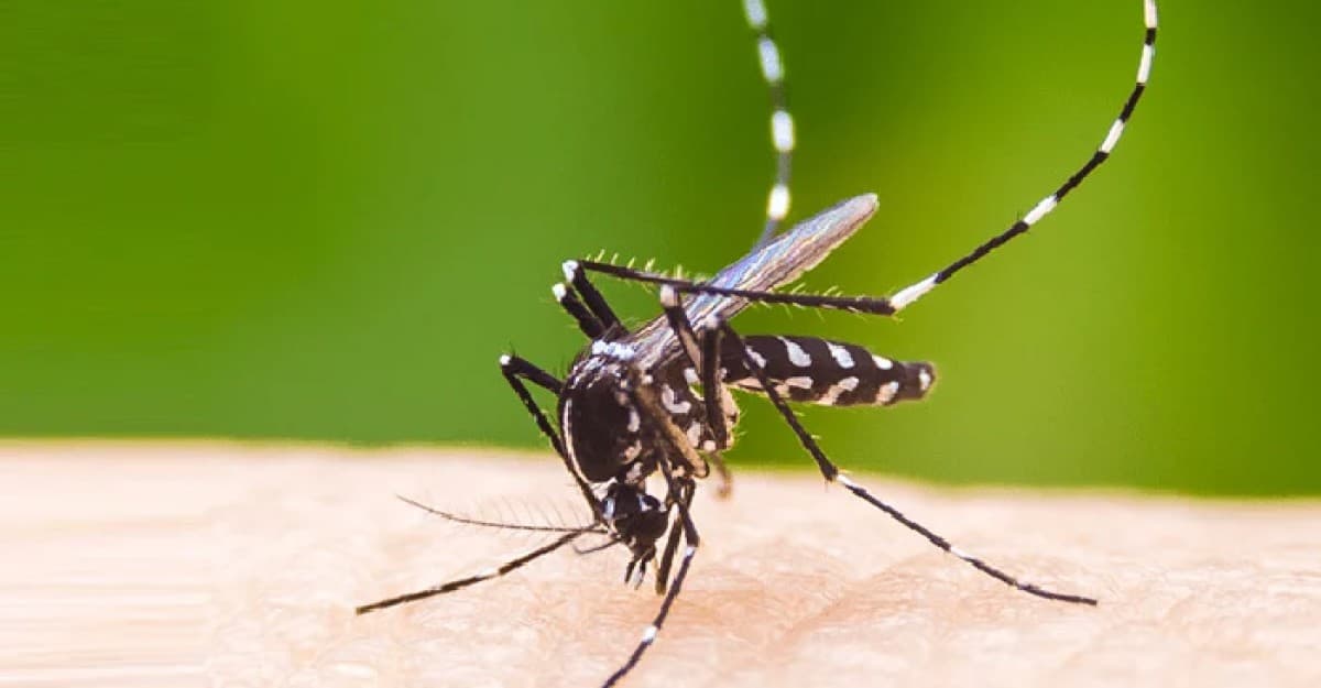 ডেঙ্গুতে আরও একজনের মৃত্যু, আক্রান্ত ৩৪