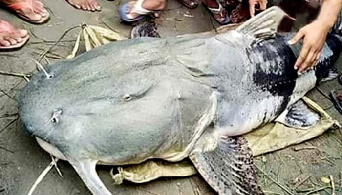 এক বাঘাইড় মাছের দাম ৪ লাখ টাকা!