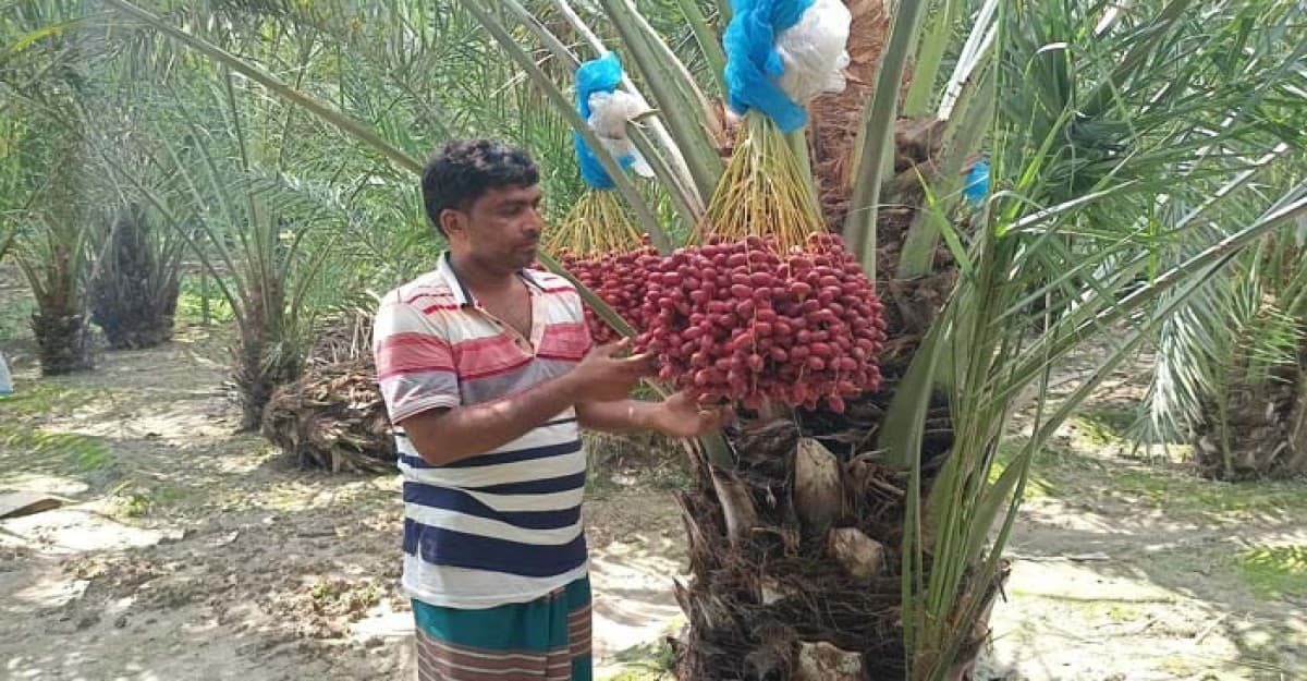 সৌদি আরবের খেজুর চাষ হচ্ছে আমের রাজধানী খ্যাত চাঁপাইনবাবগঞ্জে