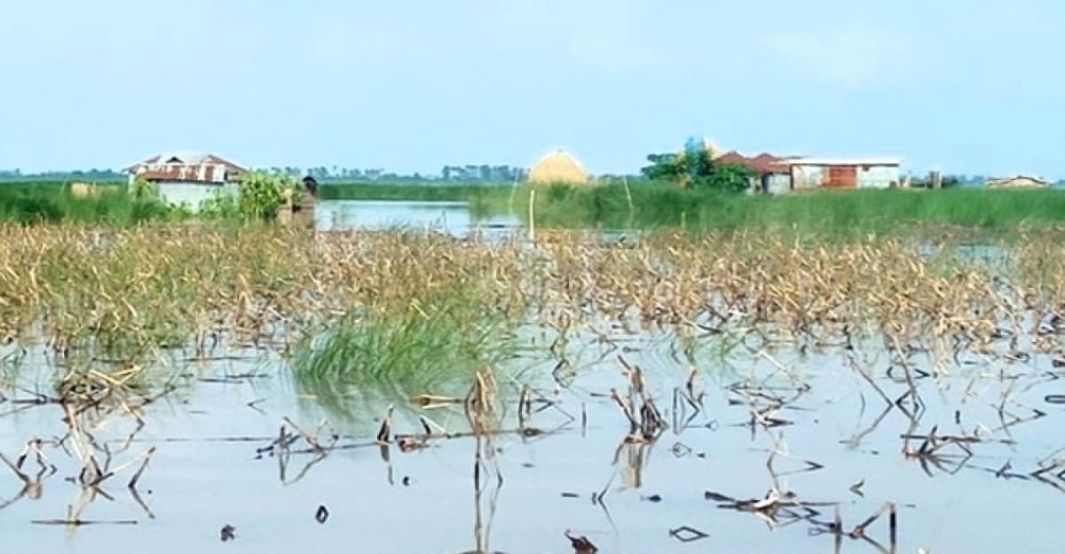 কুড়িগ্রামে বন্যায় কৃষিতেই ক্ষতি ১০৫ কোটি টাকা