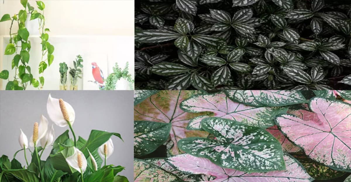 বাড়িতে বাচ্চা থাকলে ভুলেও আনবেন না যেসব গাছ