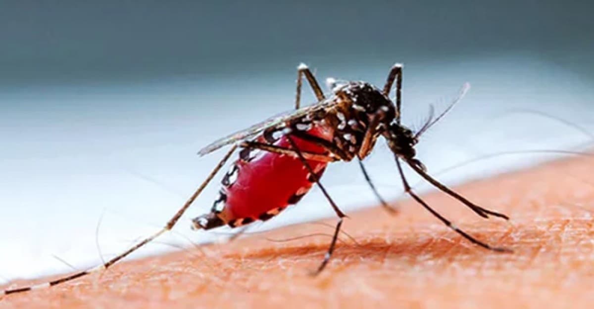 ডেঙ্গুতে আরও ২ জনের প্রাণহানি