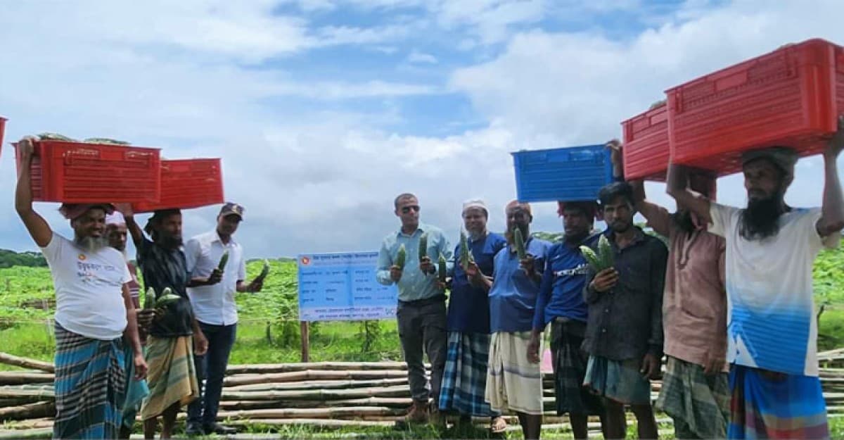 কলাপাড়ায় করলার বাম্পার ফলন কৃষকের মুখে হাসি