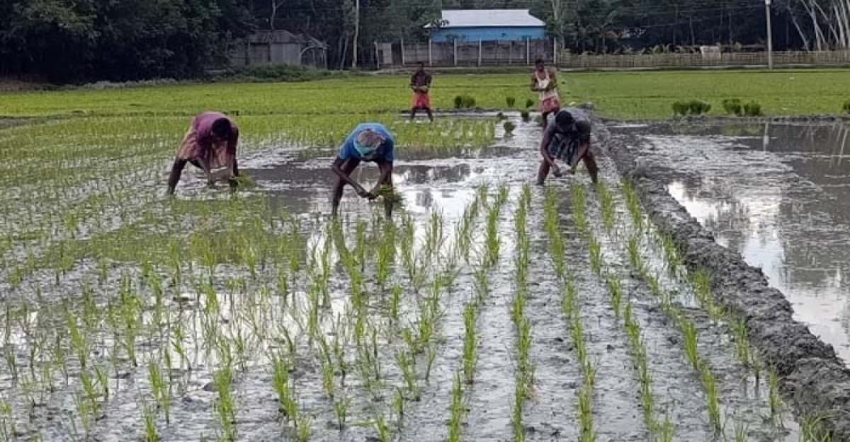 কুড়িগ্রামে আমন চাষে ব্যস্ত চাষিরা