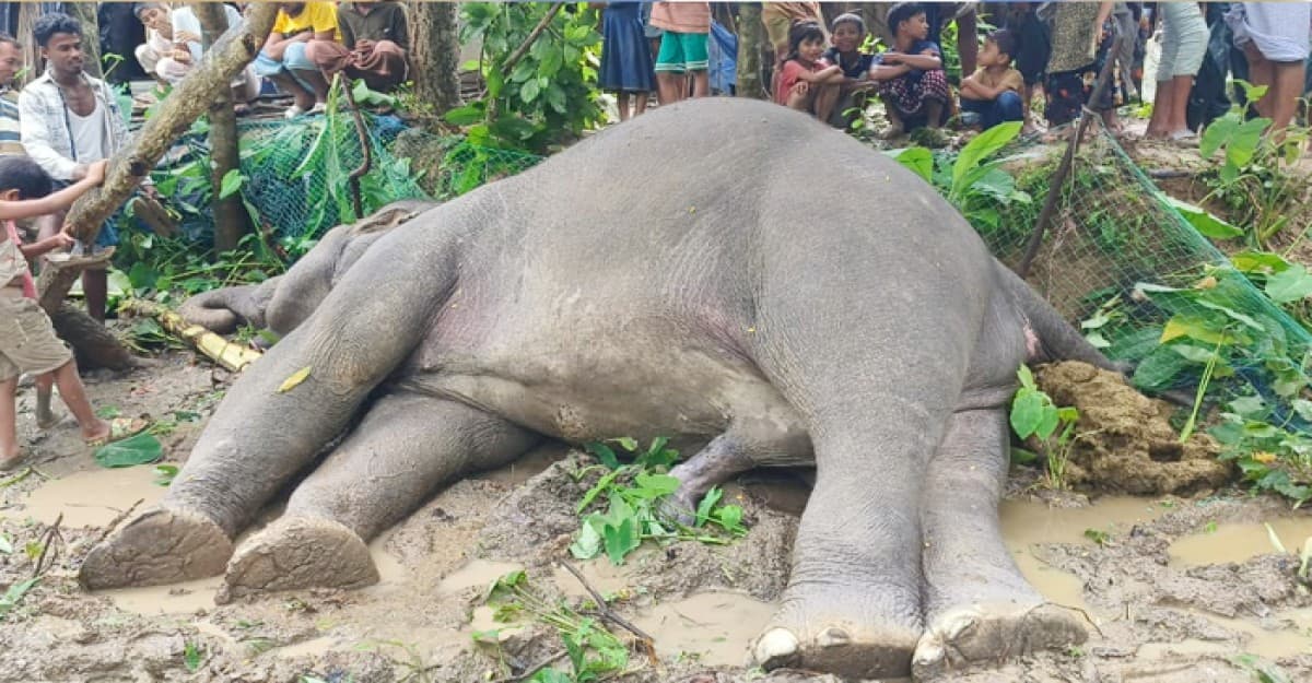 কক্সবাজারে ‘বিদ্যুৎস্পৃষ্ট’ বন্যহাতির মৃত্যু