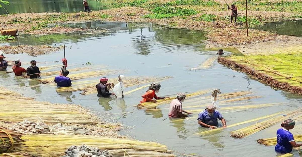 চাটমোহরে সোনালী আঁশ ছাড়াতে ব্যস্ত কৃষক