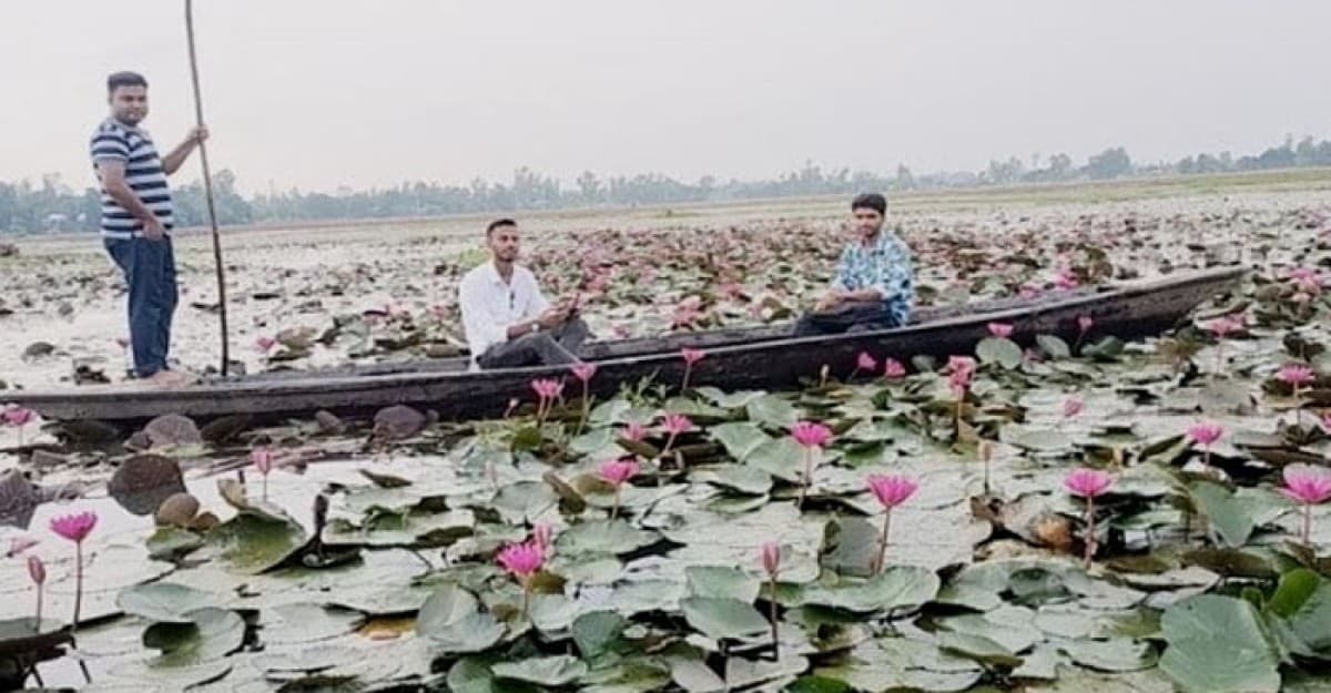 সৌন্দর্য ছড়াচ্ছে কুড়িগ্রামের পাটা ধোঁয়া শাপলা বিল