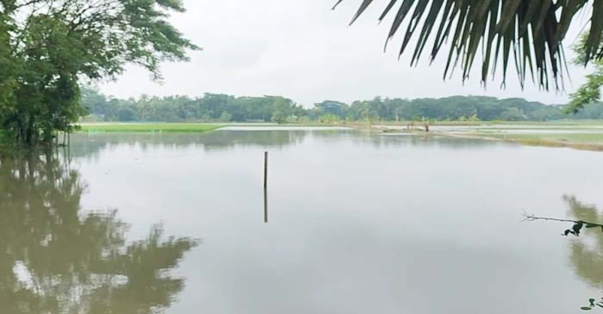 লক্ষ্মীপুরে মৎস্য খাতে ক্ষতি প্রায় ৮০ কোটি