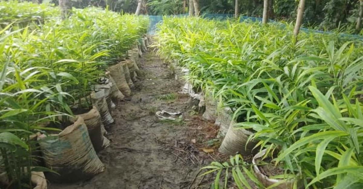 মহেশপুরে বস্তায় আদা চাষে সফল কৃষক মহাসিনন
