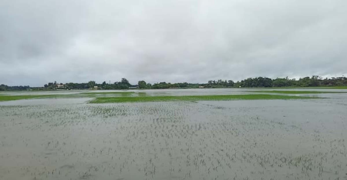 মৌলভীবাজারে বন্যার পানিতে তলিয়ে গেছে আমন ধান কৃষকরা দিশেহারা