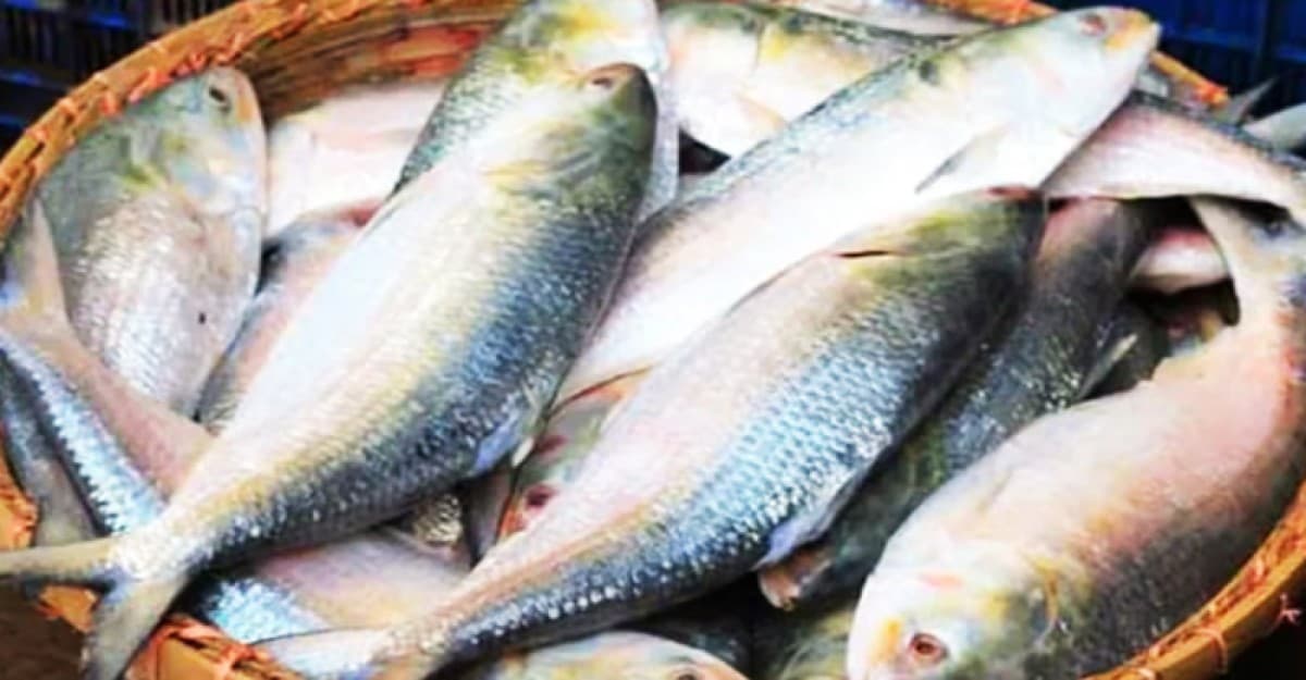 ইলিশ বিক্রিতে প্রতারণা: ৪১ ফেসবুক পেজের তালিকা প্রকাশ