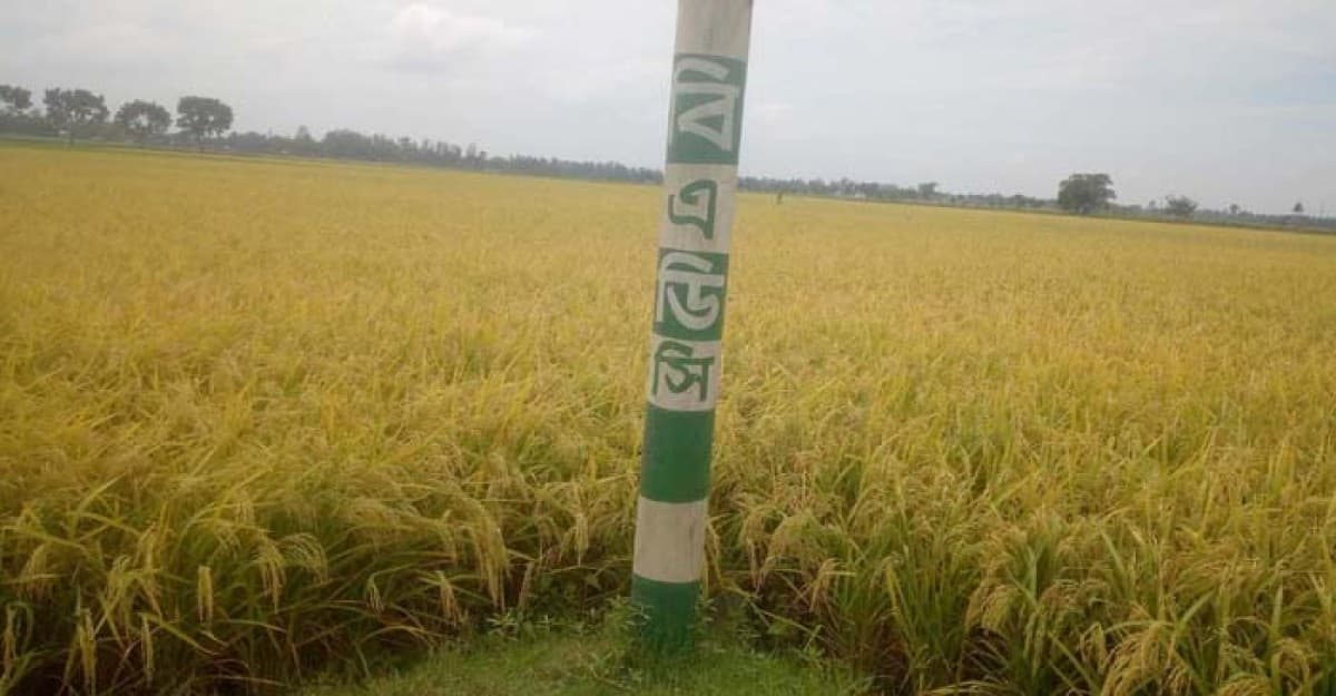 দেশের সর্ববৃহৎ আলুর বীজ উৎপাদন খামারে আউশ ধানের বীজ উৎপাদন