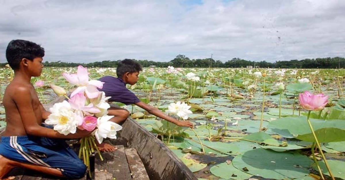 অপরূপ সাজে লাল শাপলার পদ্ম বিল