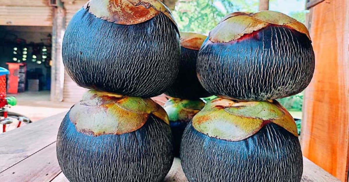 খোকসার গ্রাম-গঞ্জে তালের পিঠা খাওয়ার ধুম