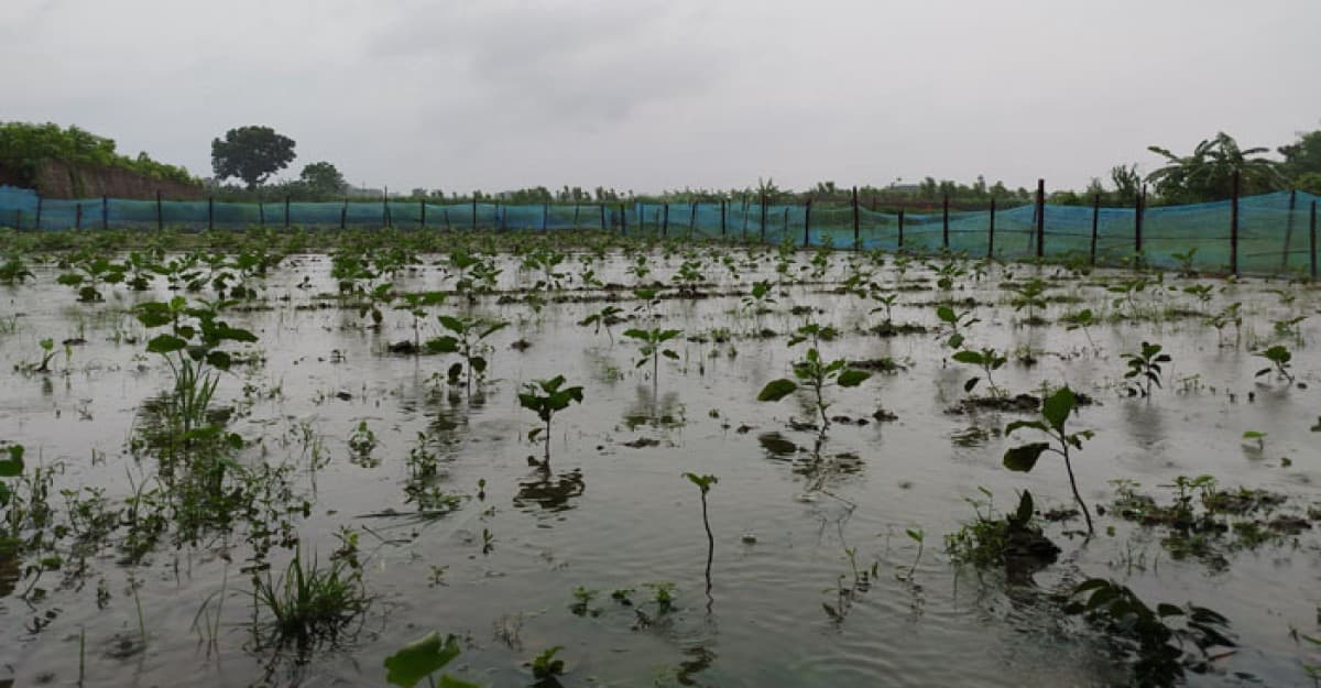 বৃষ্টিতে ক্ষতির মুখে দৌলতপুরের কৃষকেরা