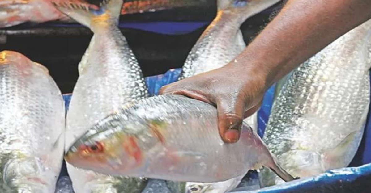 এবারের দুর্গাপূজায়ও ৩ হাজার টন ইলিশ যাচ্ছে ভারতে