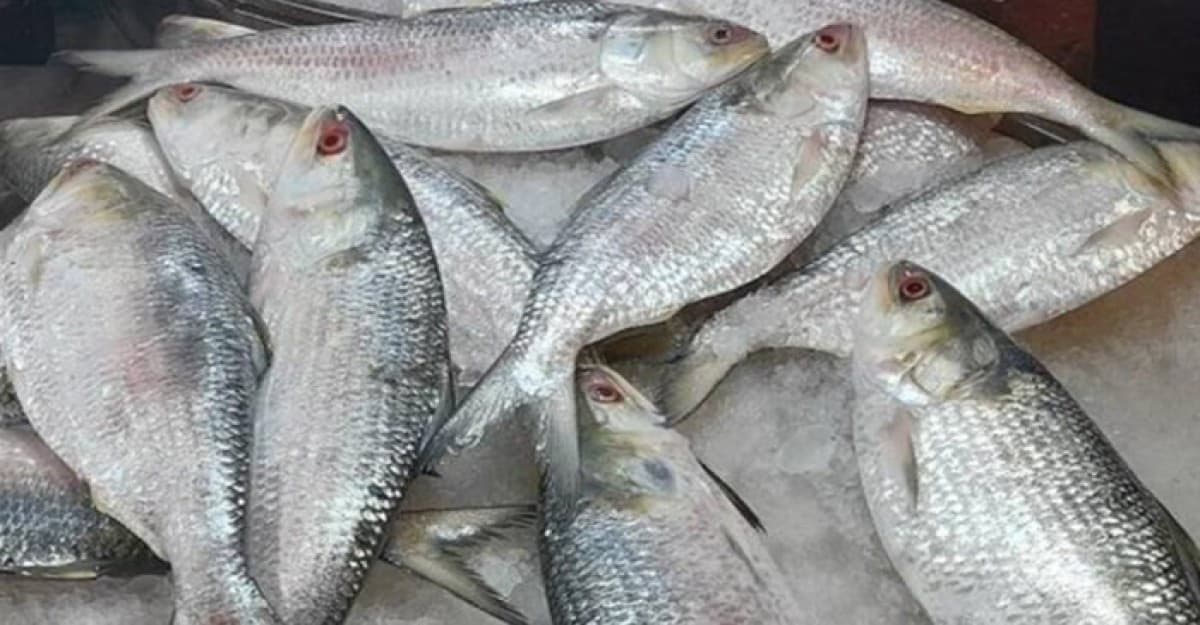 ভারতে ইলিশ রপ্তানি বন্ধে সরকারকে লিগ্যাল নোটিশ