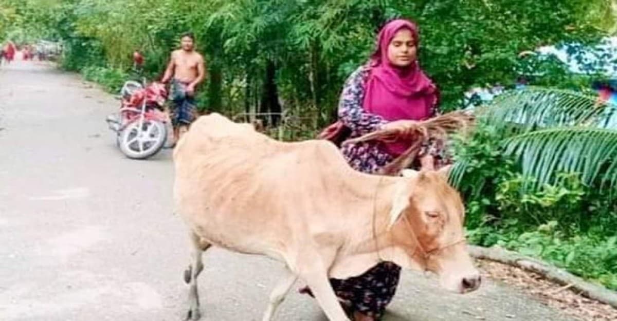 কিস্তির টাকা দিতে না পারায় গরু নিয়ে গেলেন এনজিও কর্মী