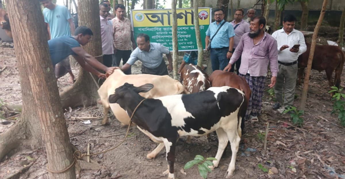 উজিরপুরে আশা উদ্যোগে গবাদি প্রানীর ভ্যাকসিনেশন কর্মসুচী অনুষ্ঠিত