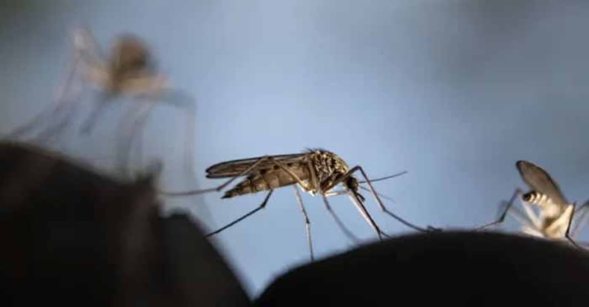 ভেড়ামারায় ডেঙ্গু কেড়ে নিলো কলেজ ছাত্রীর প্রাণ