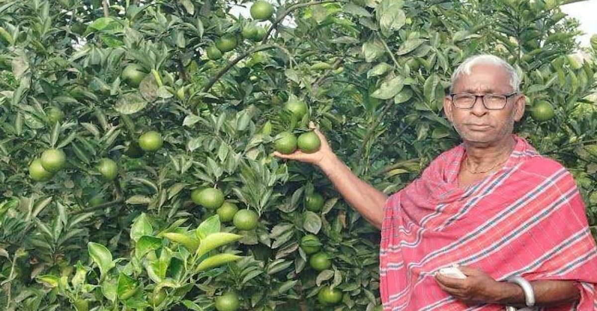 নীলফামারীতে মাল্টা চাষে সফল হয়েছেন পল্লী চিকিৎসক