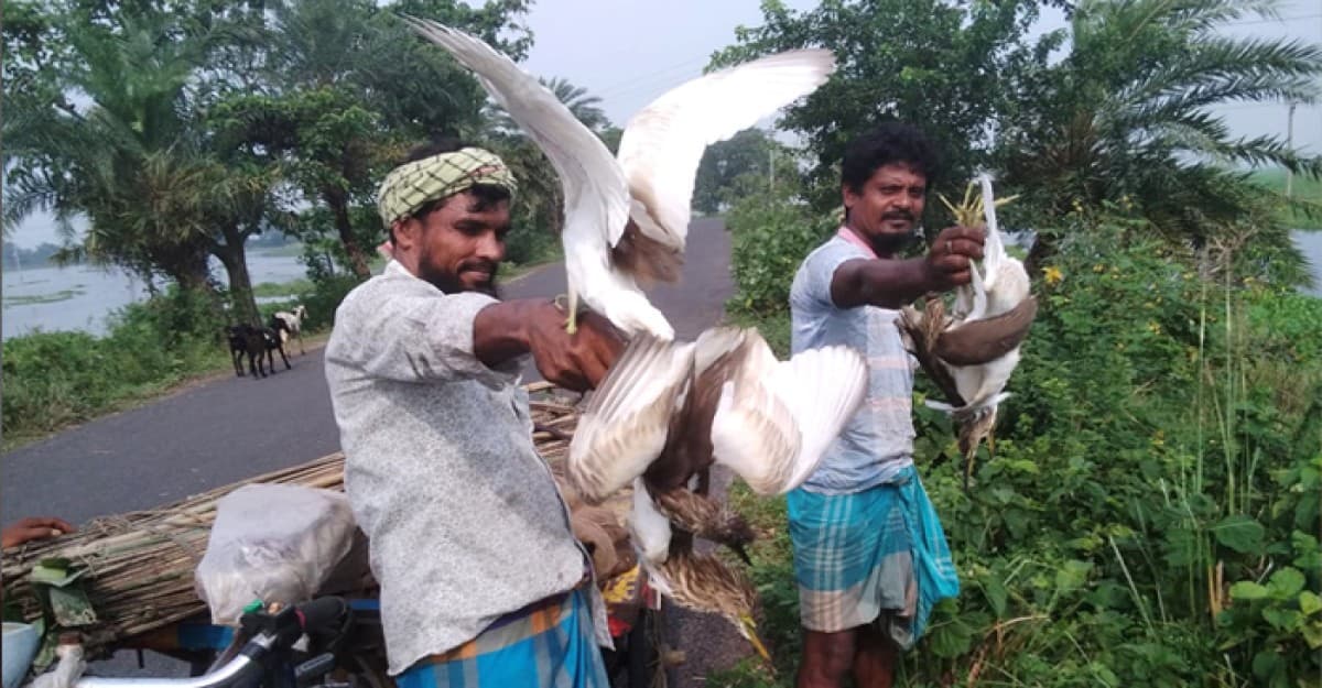 সাংবাদিকের ভালবাসায় মুক্ত আকাশে ডানা মেললো ৪০ বক