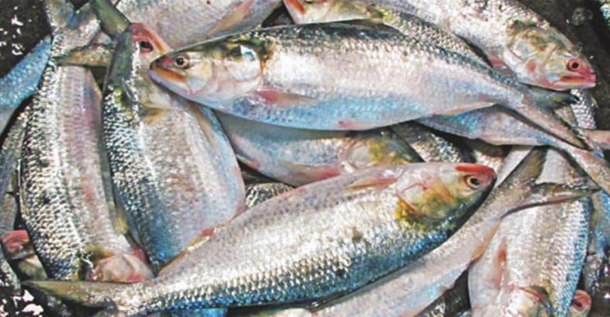 বেনাপোল দিয়ে  ভারতে গেল ২৭৬ টন ইলিশ