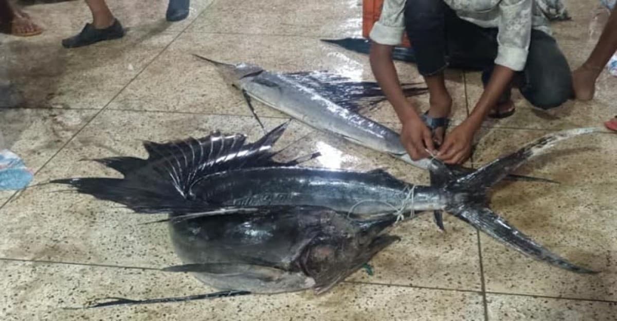 জেলের জালে ধরা পড়েছে জোড়া পাখি মাছ