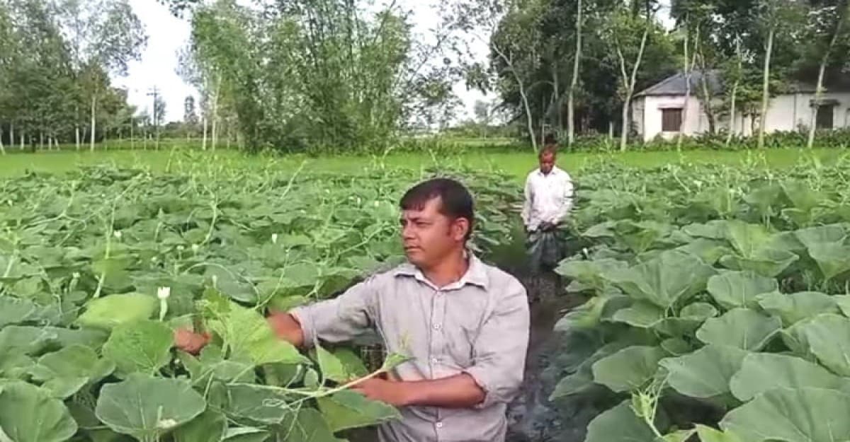 কুড়িগ্রামে আগাম লাউ চাষে লাভবান কৃষকেরা ফুটেছে মুখে হাসি